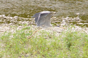 2021年6月26日(土) 浅川の野鳥観察記録