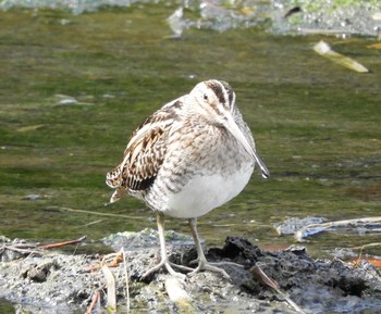 Common Snipe Kasai Rinkai Park Tue, 3/7/2017