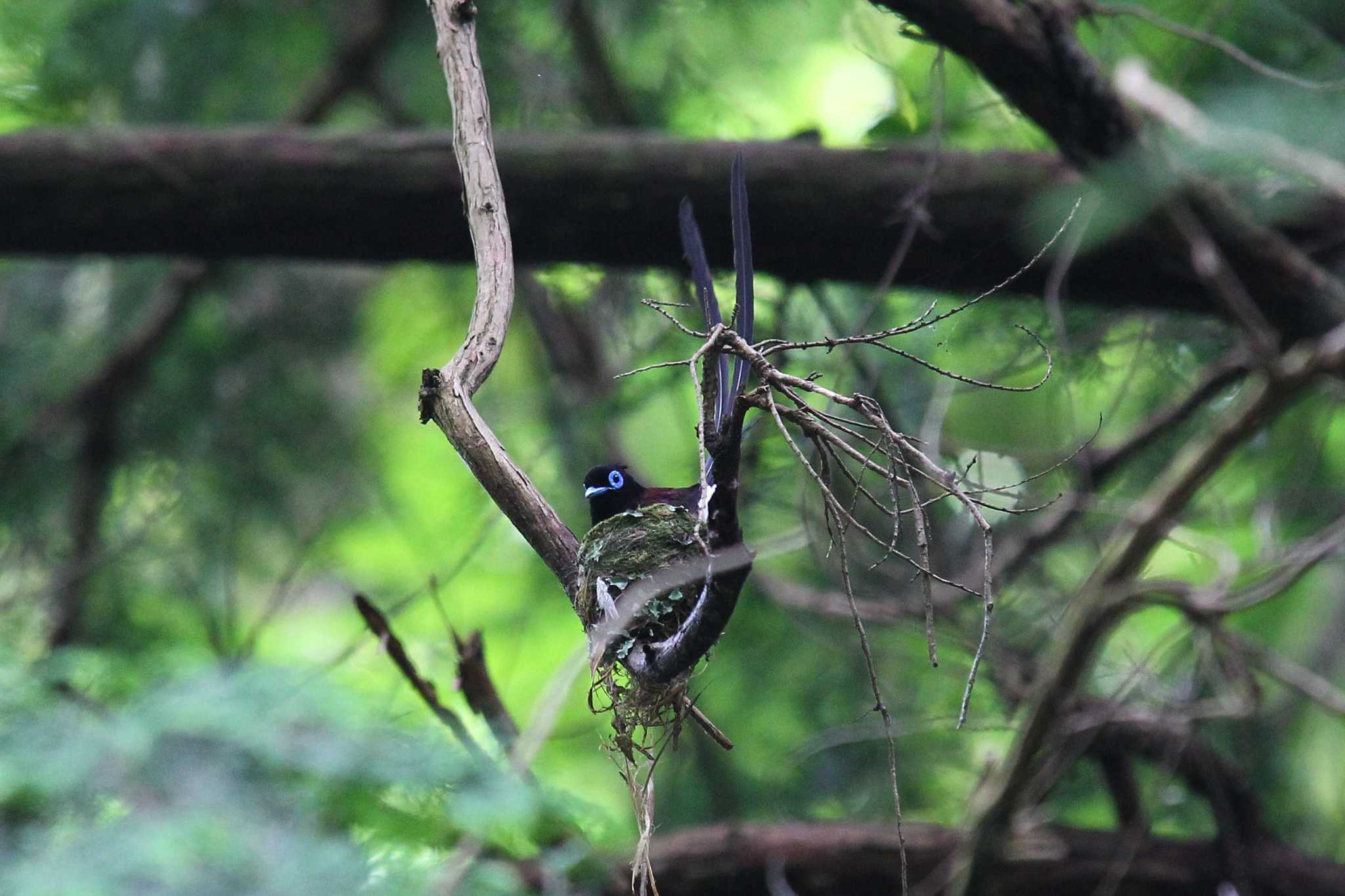 Photo of Black Paradise Flycatcher at  by ピースケ