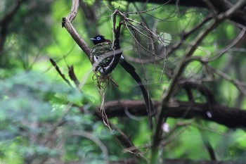 Black Paradise Flycatcher Unknown Spots Sat, 6/26/2021