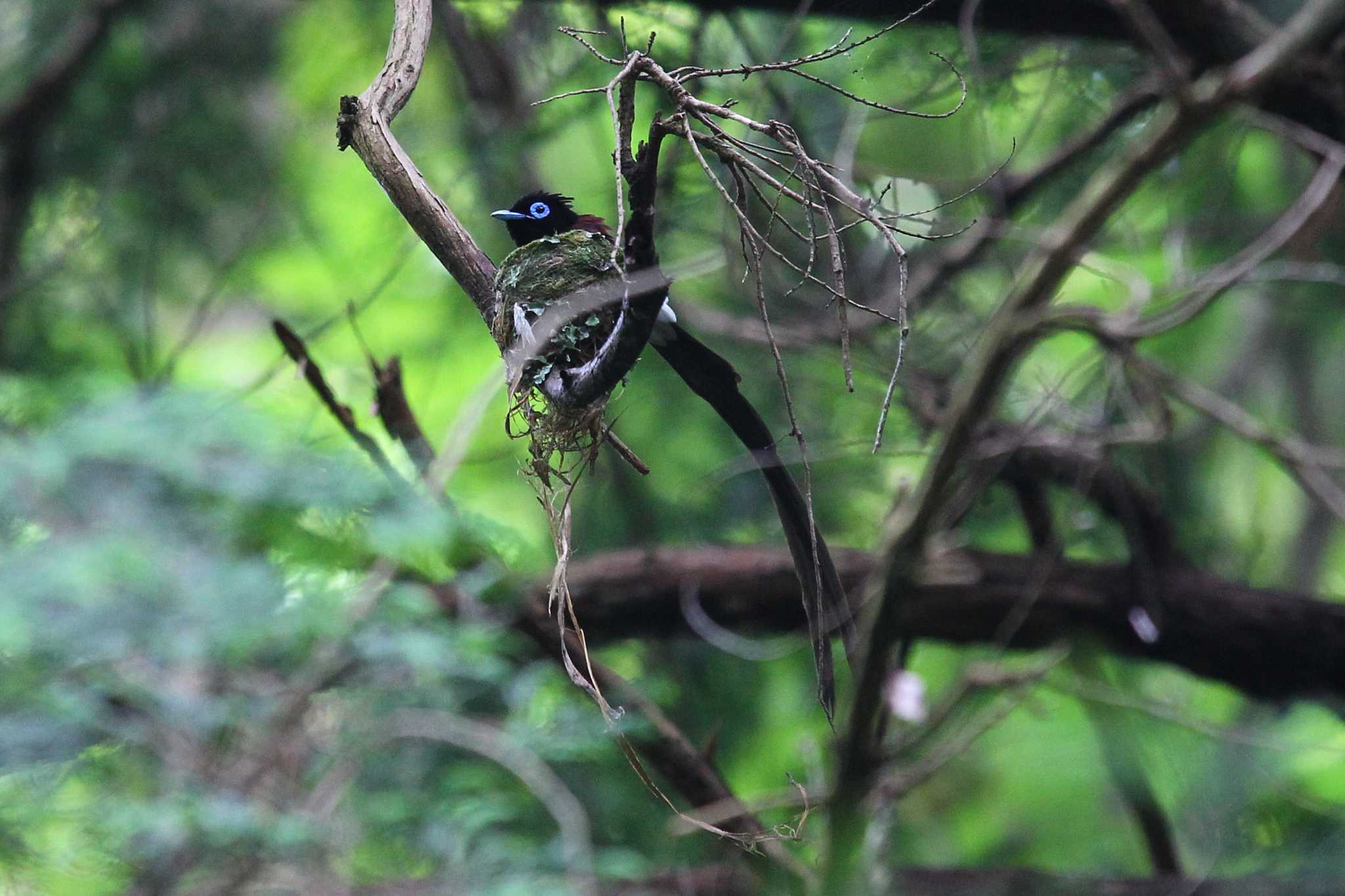 Photo of Black Paradise Flycatcher at  by ピースケ