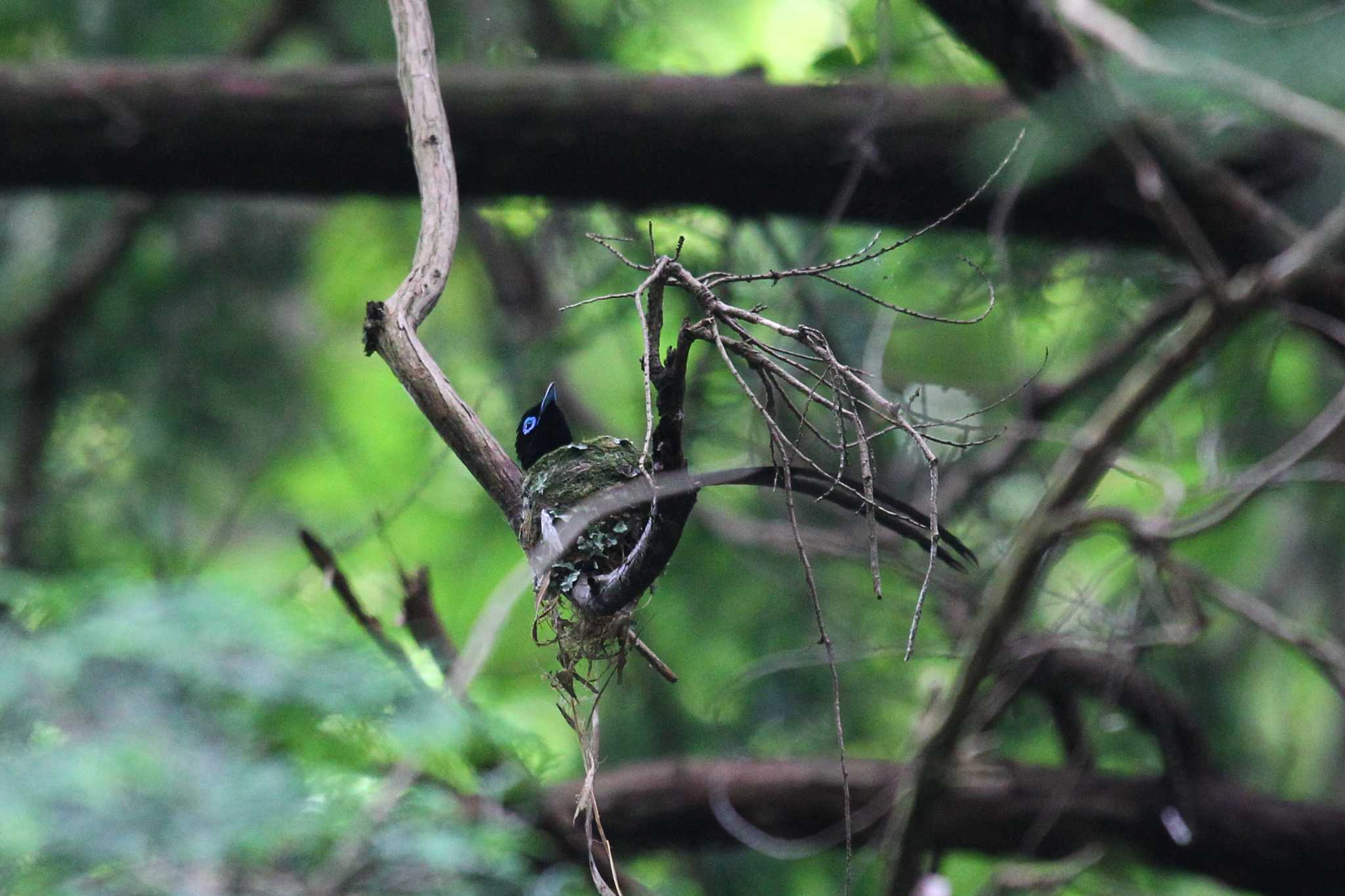 Photo of Black Paradise Flycatcher at  by ピースケ