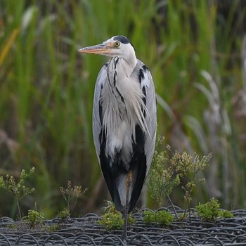 2021年6月26日(土) 新横浜公園の野鳥観察記録