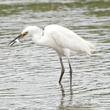 2021年6月26日(土) 六郷土手の野鳥観察記録