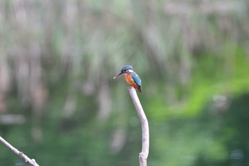 Common Kingfisher Nagahama Park Sat, 6/26/2021