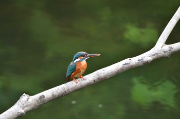 Common Kingfisher Nagahama Park Sat, 6/26/2021