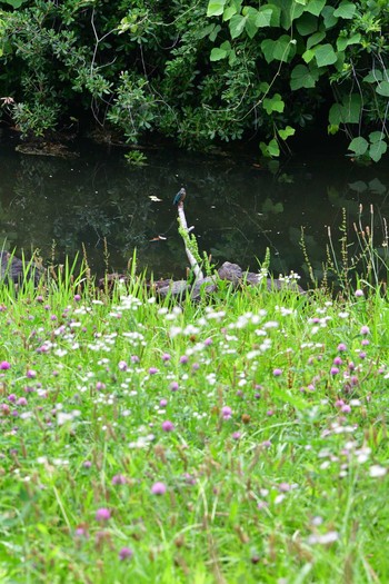 カワセミ 長浜公園 2021年6月26日(土)