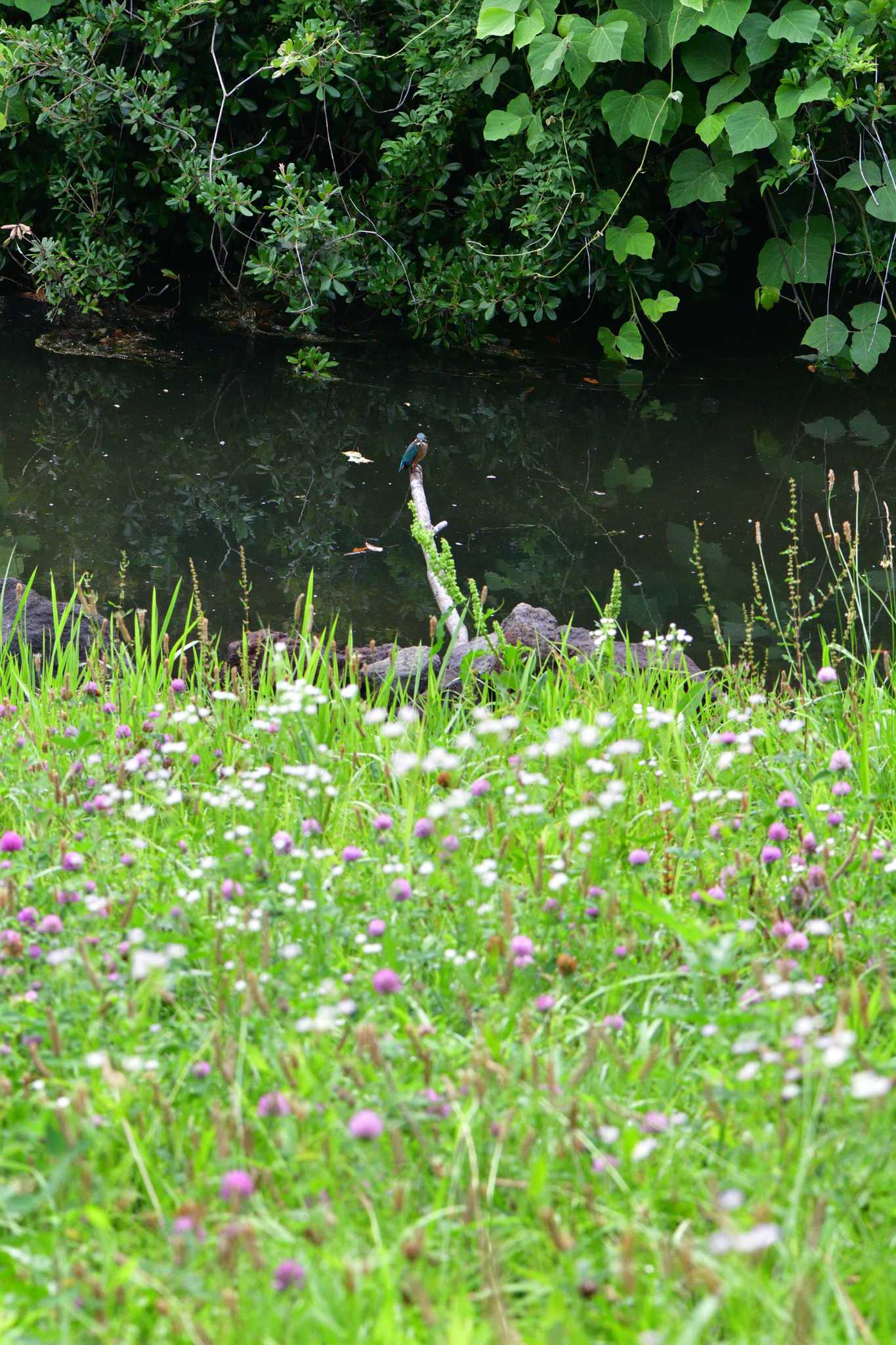 Photo of Common Kingfisher at Nagahama Park by やなさん