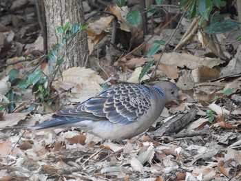 Oriental Turtle Dove Kasai Rinkai Park Tue, 3/7/2017