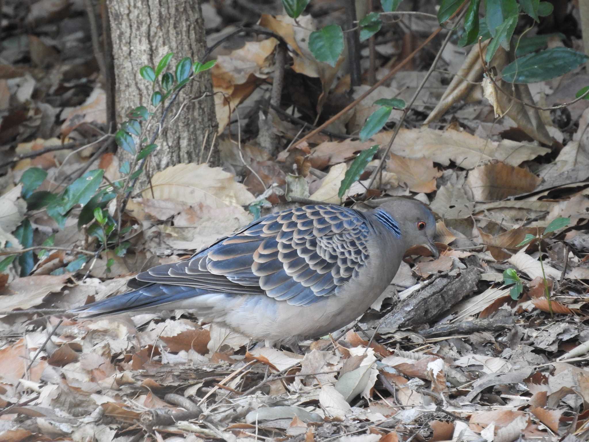 Photo of Oriental Turtle Dove at Kasai Rinkai Park by SharkGirl