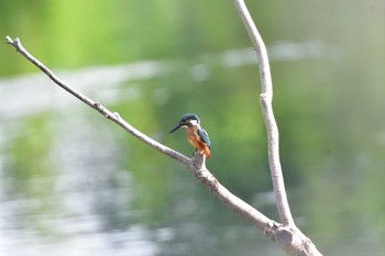 Common Kingfisher Nagahama Park Sat, 6/26/2021