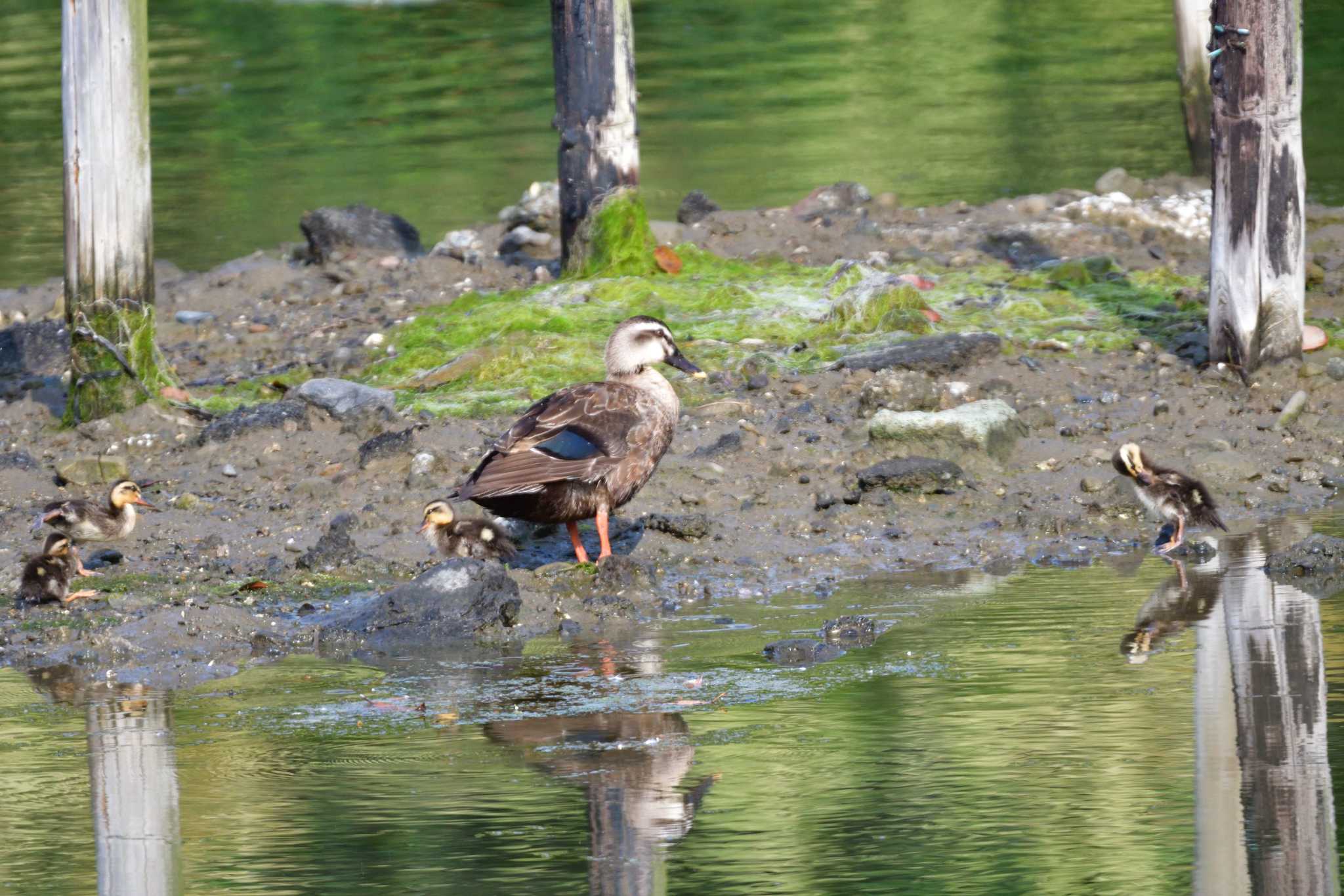 長浜公園 カルガモの写真