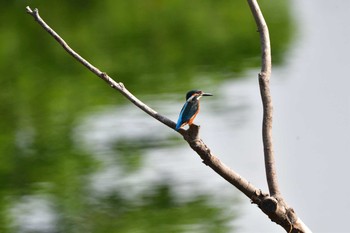 Common Kingfisher Nagahama Park Sat, 6/26/2021