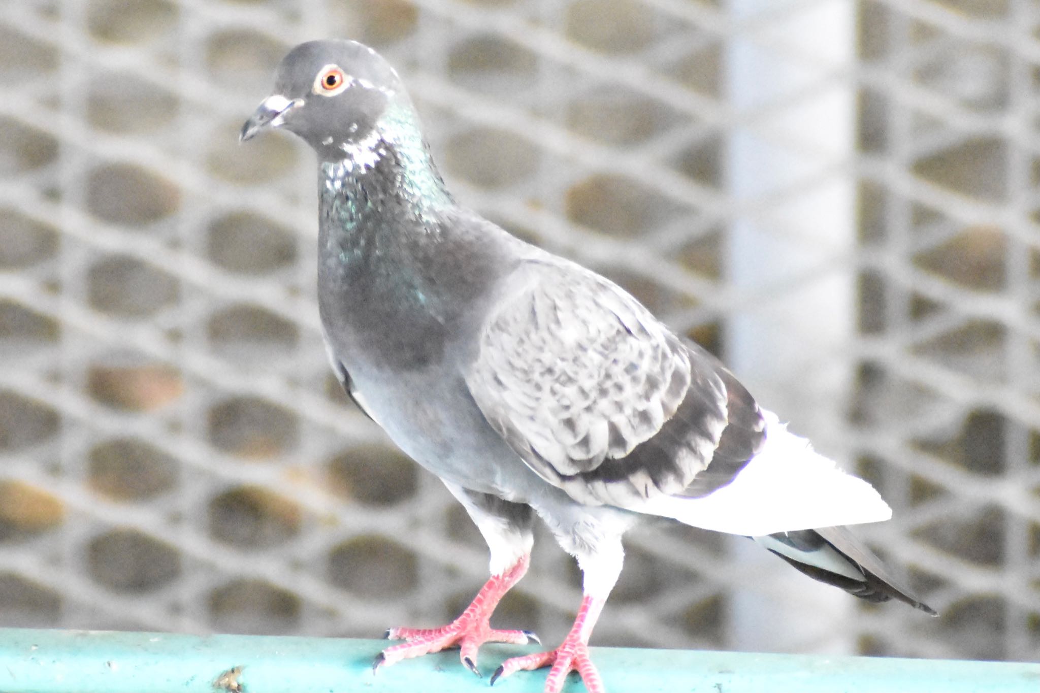 芝川第一調節池(芝川貯水池) カワラバトの写真 by ツピ太郎