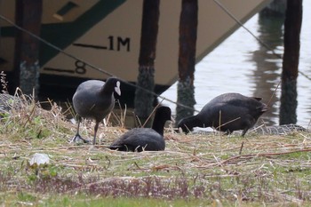 Eurasian Coot 多摩川河口 Sat, 3/25/2017