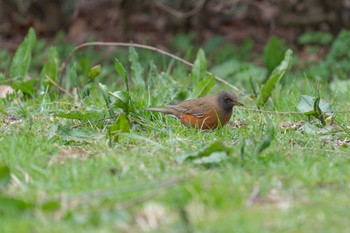 アカハラ じゅん菜池公園 2021年3月16日(火)