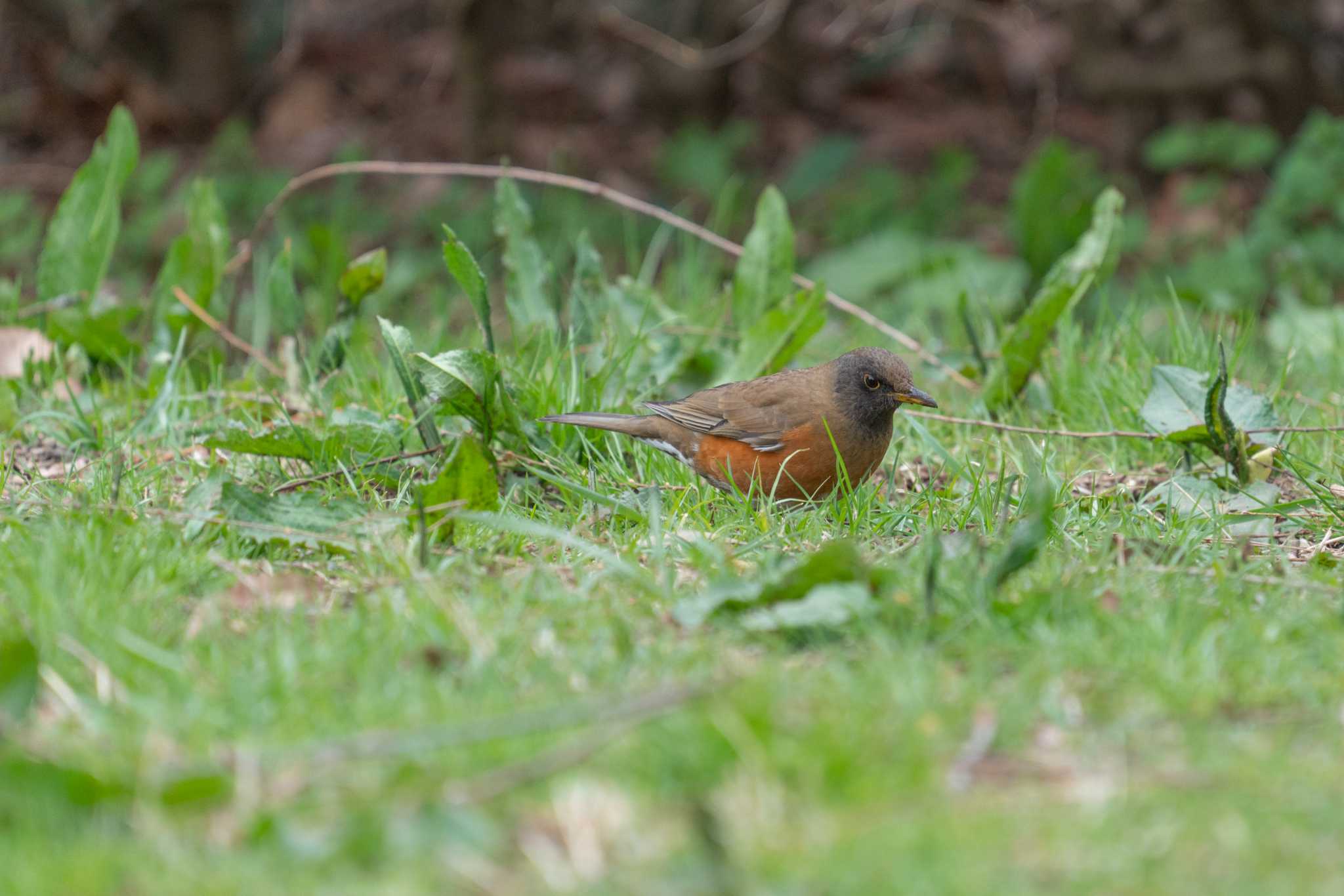 じゅん菜池公園 アカハラの写真