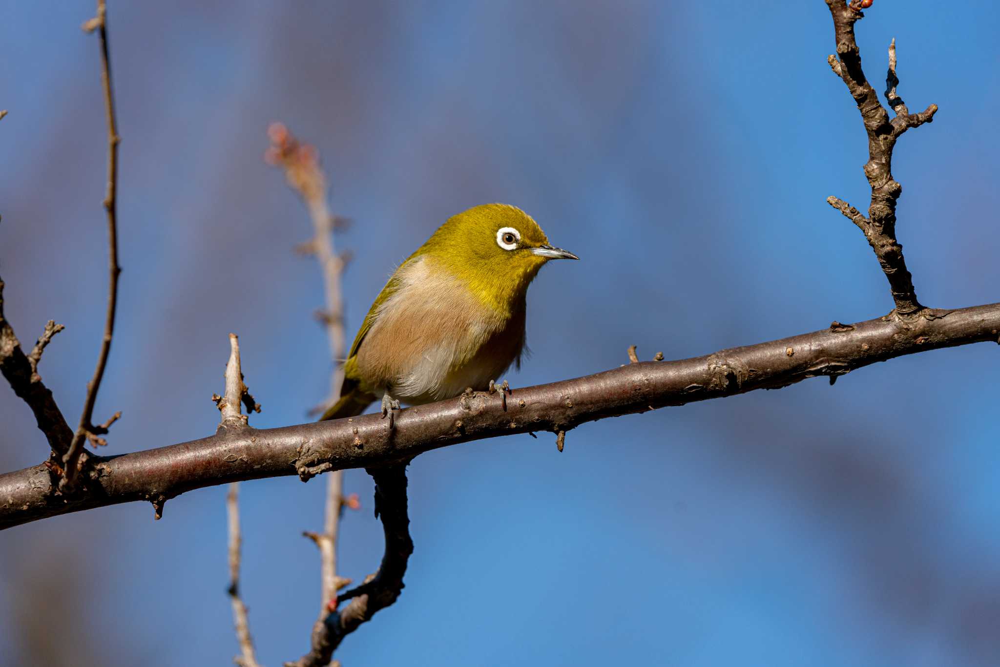 じゅん菜池公園 メジロの写真