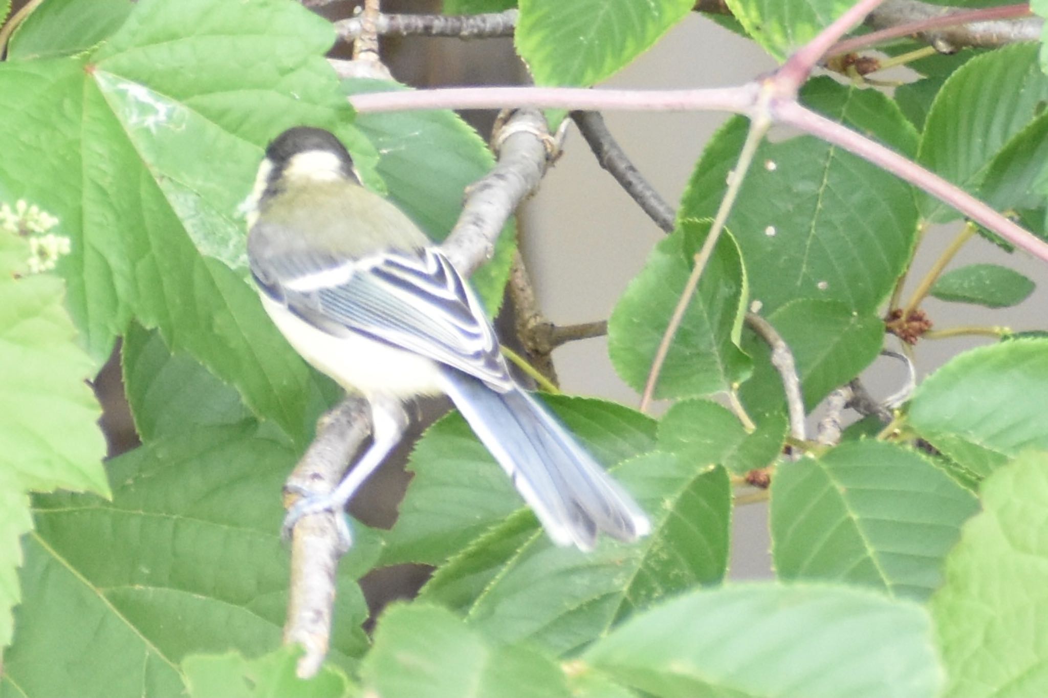 シジュウカラ