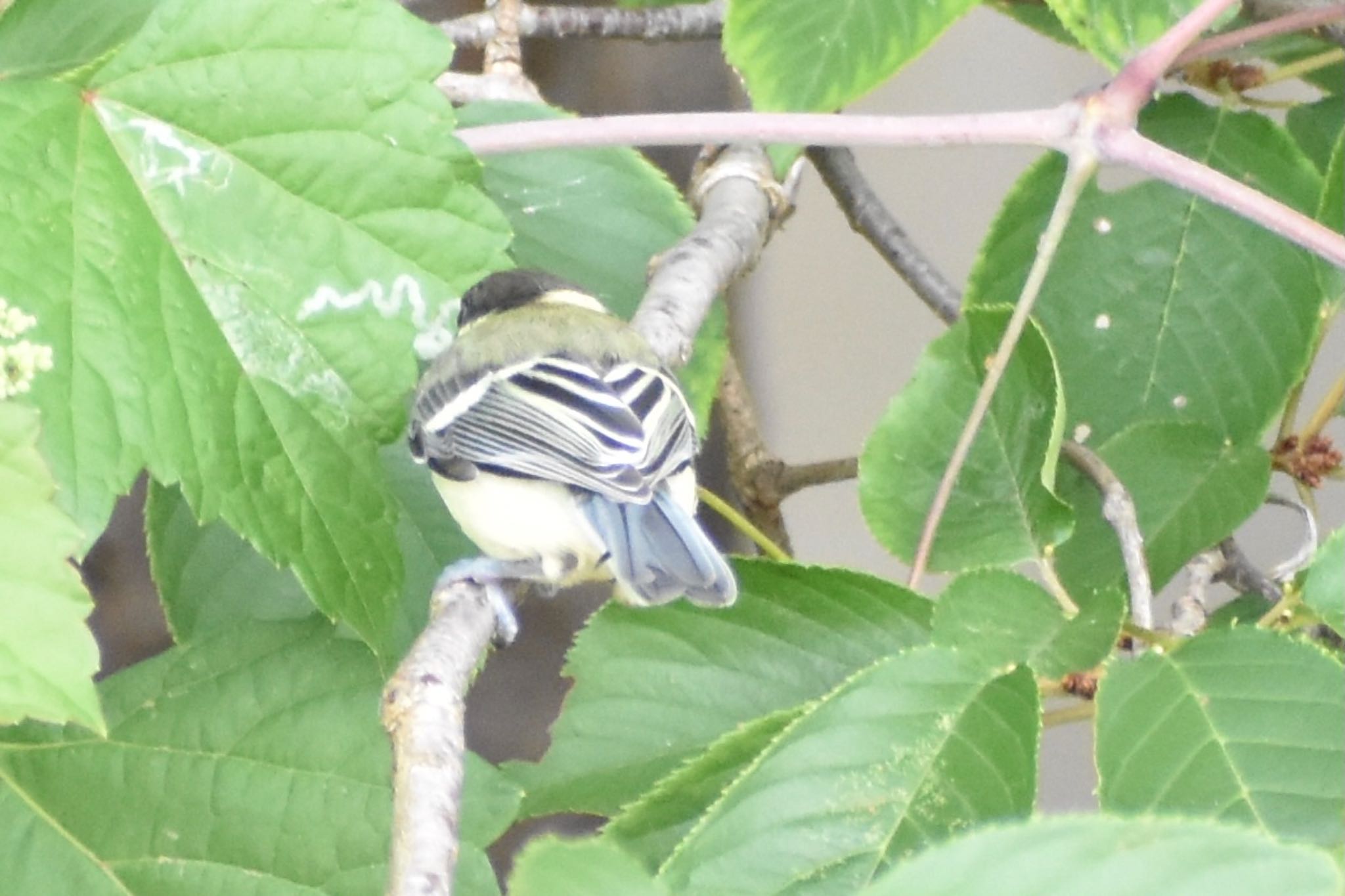 芝川第一調節池(芝川貯水池) シジュウカラの写真