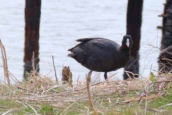 Eurasian Coot 多摩川河口 Sat, 3/25/2017