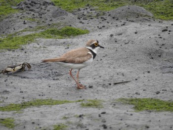 コチドリ 東京港野鳥公園 2021年6月26日(土)