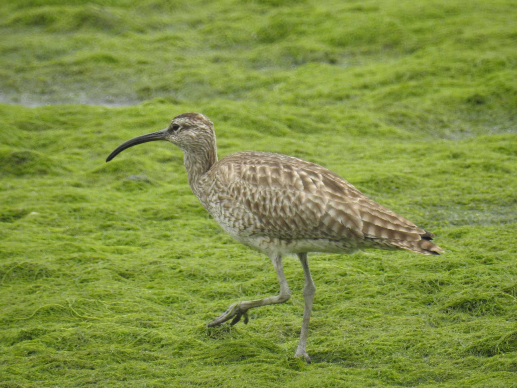 東京港野鳥公園 チュウシャクシギの写真