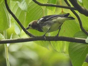 2021年6月26日(土) 東京港野鳥公園の野鳥観察記録