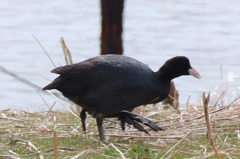 Eurasian Coot 多摩川河口 Sat, 3/25/2017