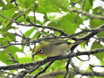 メジロ 山梨県北杜市 2021年6月26日(土)