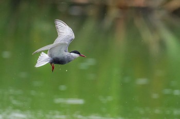 Whiskered Tern 福岡県 鞍手町 Sat, 6/26/2021