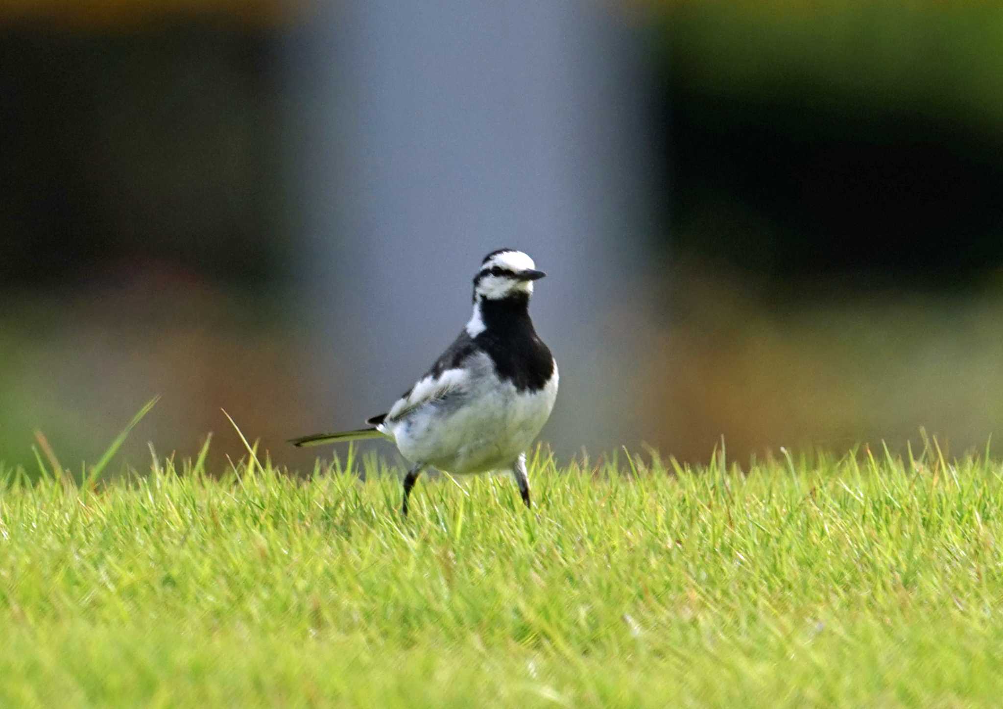 Photo of White Wagtail at 浜名湖 by Chacoder