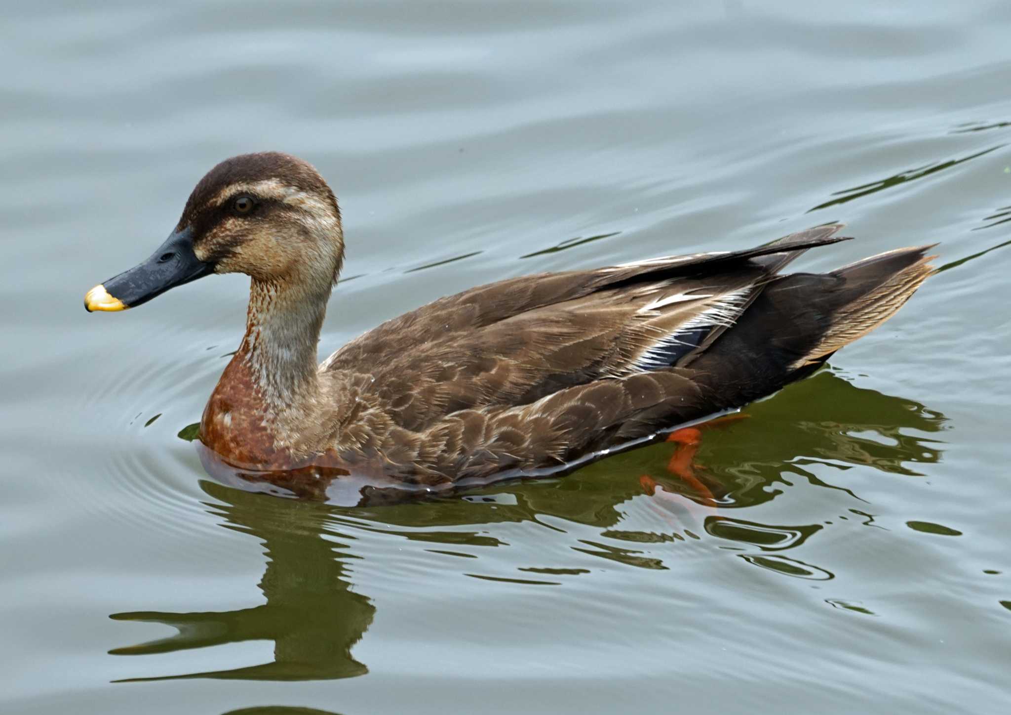 Photo of Eastern Spot-billed Duck at 浜名湖 by Chacoder