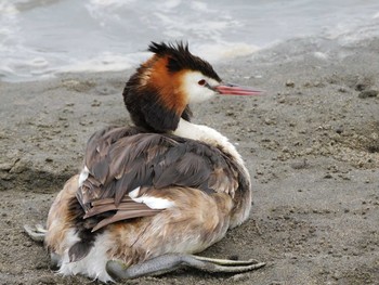 カンムリカイツブリ 葛西臨海公園 2021年6月26日(土)