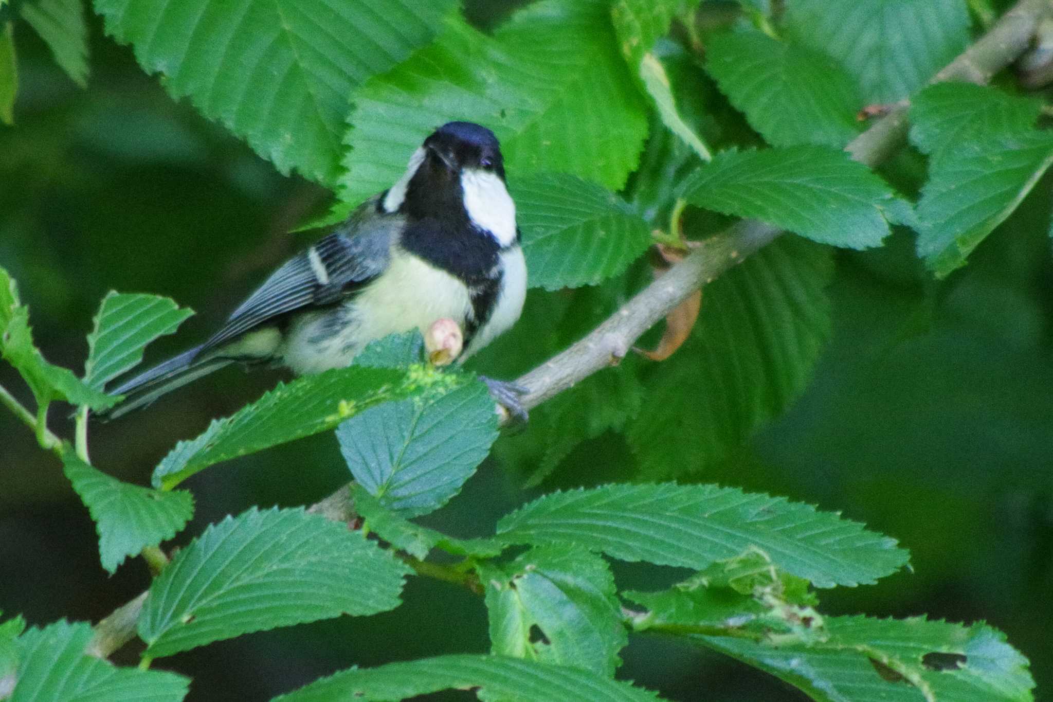 シジュウカラ