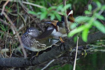 2021年6月26日(土) 福井緑地(札幌市西区)の野鳥観察記録