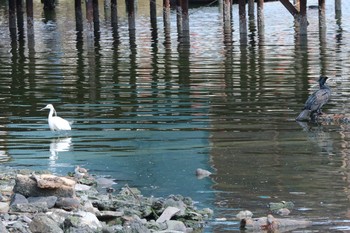 Great Cormorant Unknown Spots Sat, 3/25/2017