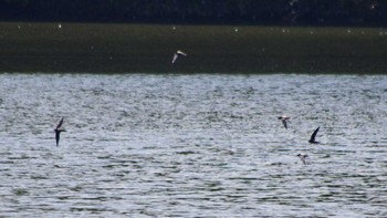 2021年6月26日(土) 西岡公園(西岡水源地)の野鳥観察記録