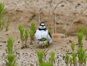 コチドリ 茨城県 2021年6月26日(土)