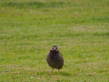 2021年6月26日(土) 境川遊水地公園の野鳥観察記録