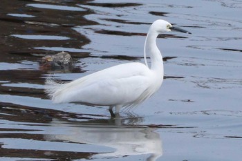 Little Egret コサギ Sat, 3/25/2017