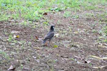 2021年6月27日(日) 横浜市緑区の野鳥観察記録