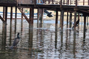 カワウ 多摩川河口 2017年3月25日(土)