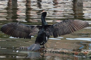 Great Cormorant 多摩川河口 Sat, 3/25/2017