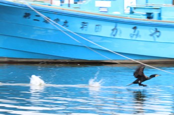 Great Cormorant 多摩川河口 Sat, 3/25/2017