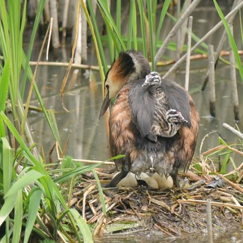 カンムリカイツブリ 場所が不明 2021年6月26日(土)