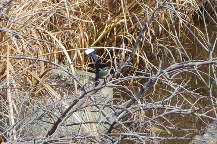 Photo of Common Kingfisher at 舞鶴公園 by smallfield