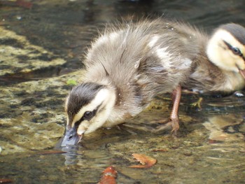 Eastern Spot-billed Duck 多摩中央公園 Sat, 6/26/2021