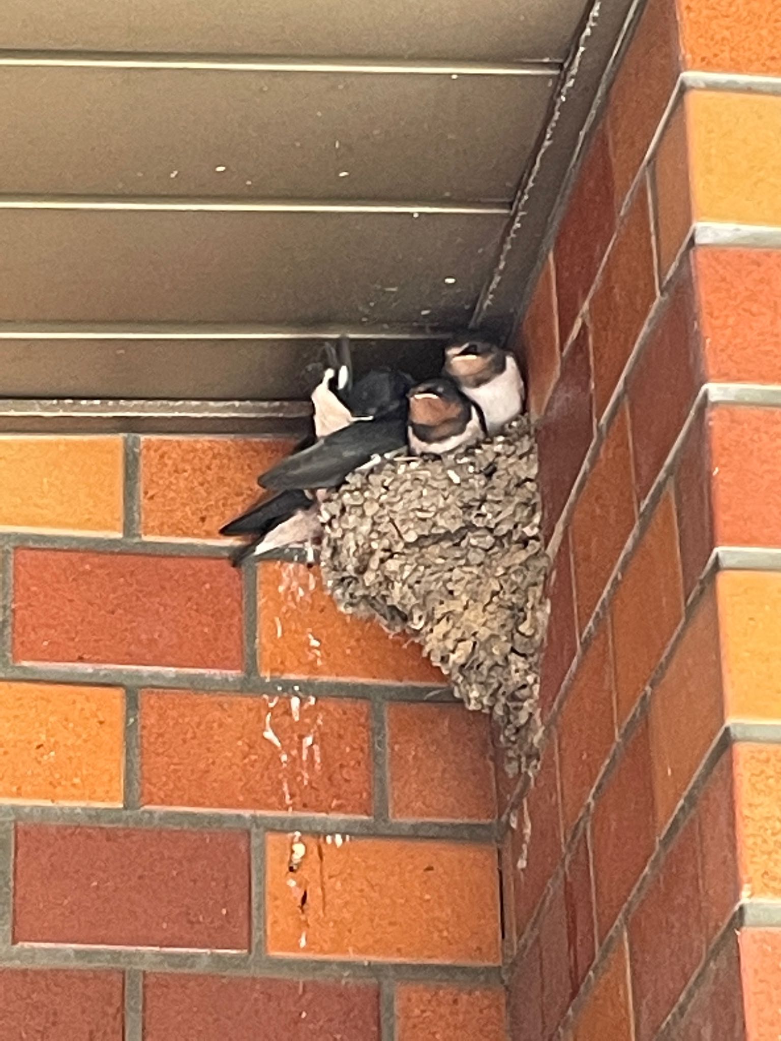 Photo of Barn Swallow at 深谷市 by はび4508