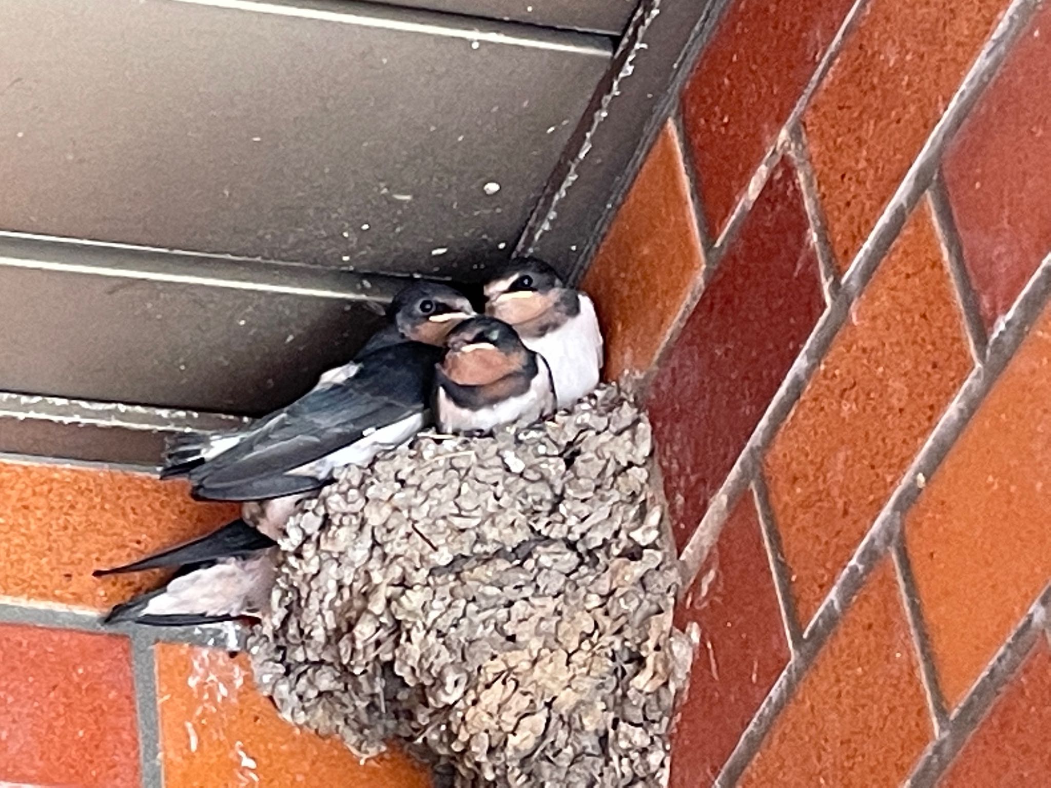 Photo of Barn Swallow at 深谷市 by はび4508